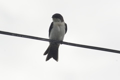 Pygochelidon cyanoleuca