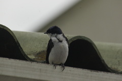 Pygochelidon cyanoleuca