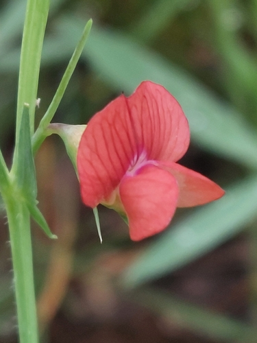 Image of Lathyrus sphaericus by (c) Diego Rodríguez Hernández, some rights reserved (CC BY)