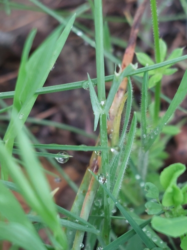 Image of Lathyrus sphaericus by (c) Diego Rodríguez Hernández, some rights reserved (CC BY)