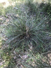 Festuca californica