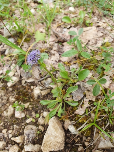 Globularia bisnagarica, photograph 1