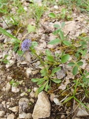 ragged-robin, CC BY, iNaturalist via GBIF Globularia bisnagarica, photograph ragged-robin, CC BY, iNaturalist via GBIF