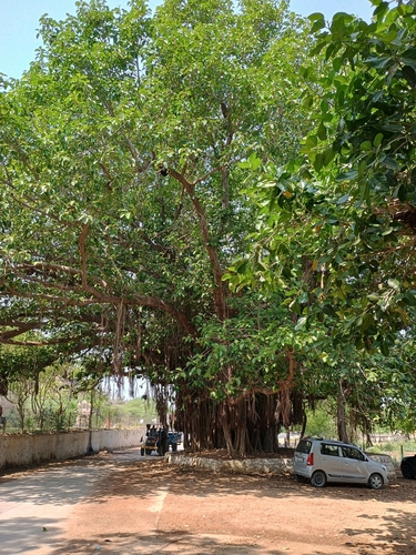 Indian banyan