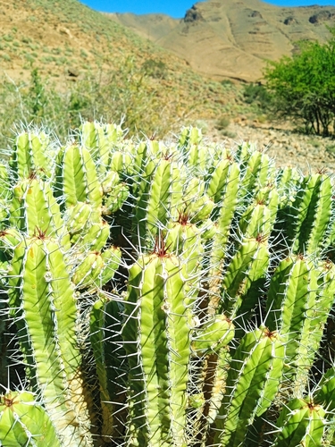 Euphorbia officinarum