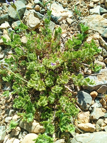 Cut-leaved lavender