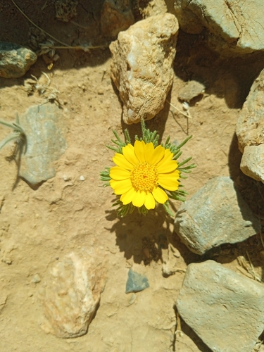 Palm Springs Daisy