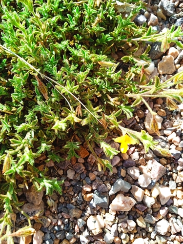 yellow restharrow