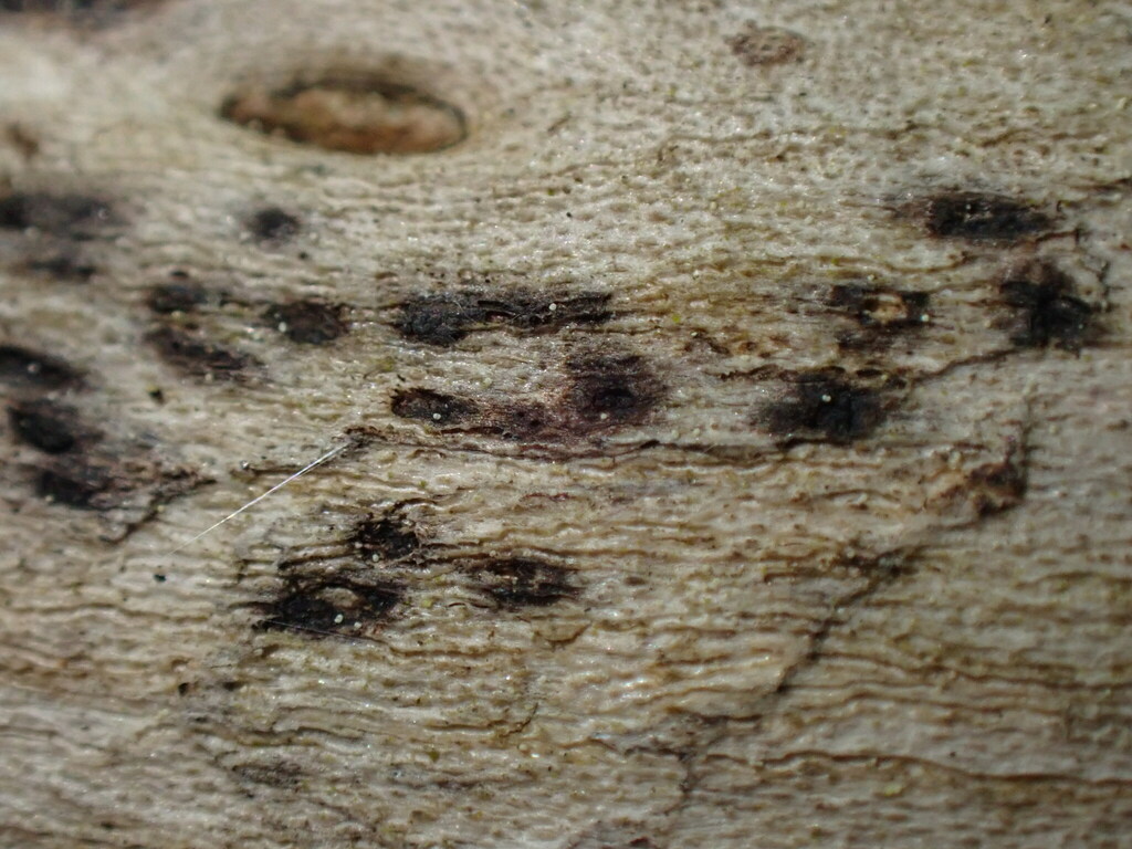 Eutypella stellulata
