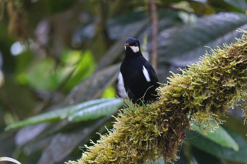 Black Solitaire (Entomodestes coracinus), photo 3