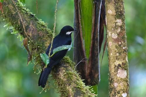Black Solitaire (Entomodestes coracinus), photo 6