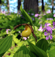 Cypripedium parviflorum pubescens
