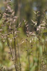 Festuca trachyphylla