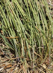 Festuca trachyphylla