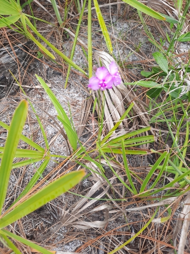 Image of Callisia ornata by no rights reserved