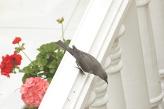 Molothrus bonariensis