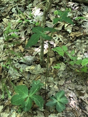 Sanicula smallii