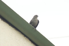 Molothrus bonariensis