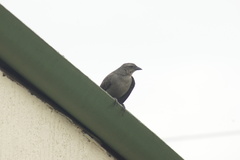 Molothrus bonariensis