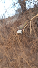 Leptotes cassius cassidula
