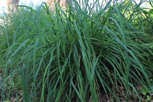 Cymbopogon citratus