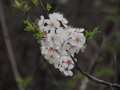 Cerasus