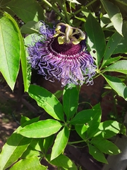 Passiflora cincinnata