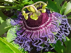Passiflora cincinnata