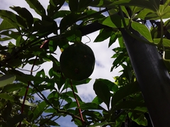 Passiflora cincinnata