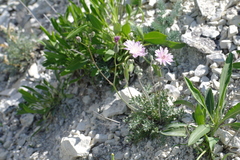 Crepis purpurea
