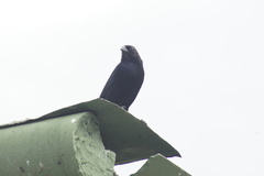 Molothrus bonariensis