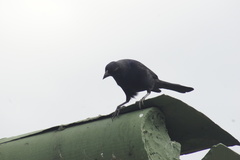 Molothrus bonariensis