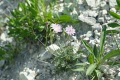 Crepis purpurea