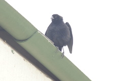 Molothrus bonariensis