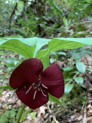 Trillium vaseyi