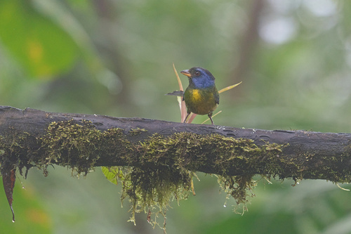 Moss-backed Tanager (Bangsia edwardsi), photo 7