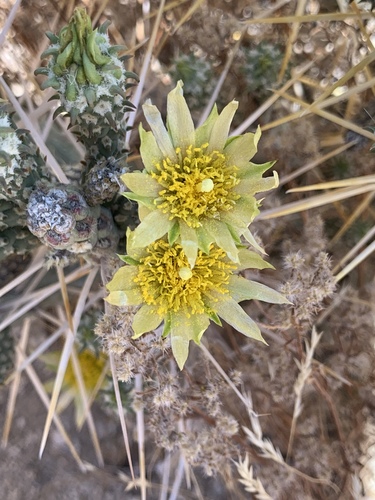 Branched Pencil Cholla