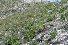 Cephalaria coriacea
