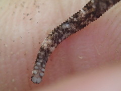 Urocotyledon inexpectata