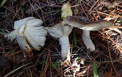 Russula vinaceocuticulata