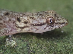 Urocotyledon inexpectata