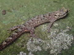 Urocotyledon inexpectata