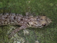 Urocotyledon inexpectata