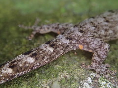 Urocotyledon inexpectata