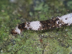 Urocotyledon inexpectata