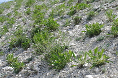 Cephalaria coriacea
