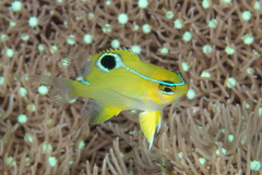 Neoglyphidodon mitratus