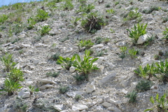 Cephalaria coriacea