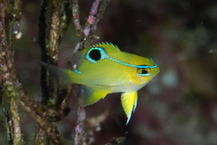 Neoglyphidodon mitratus