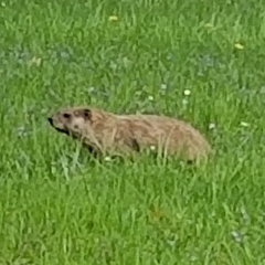 Marmota monax